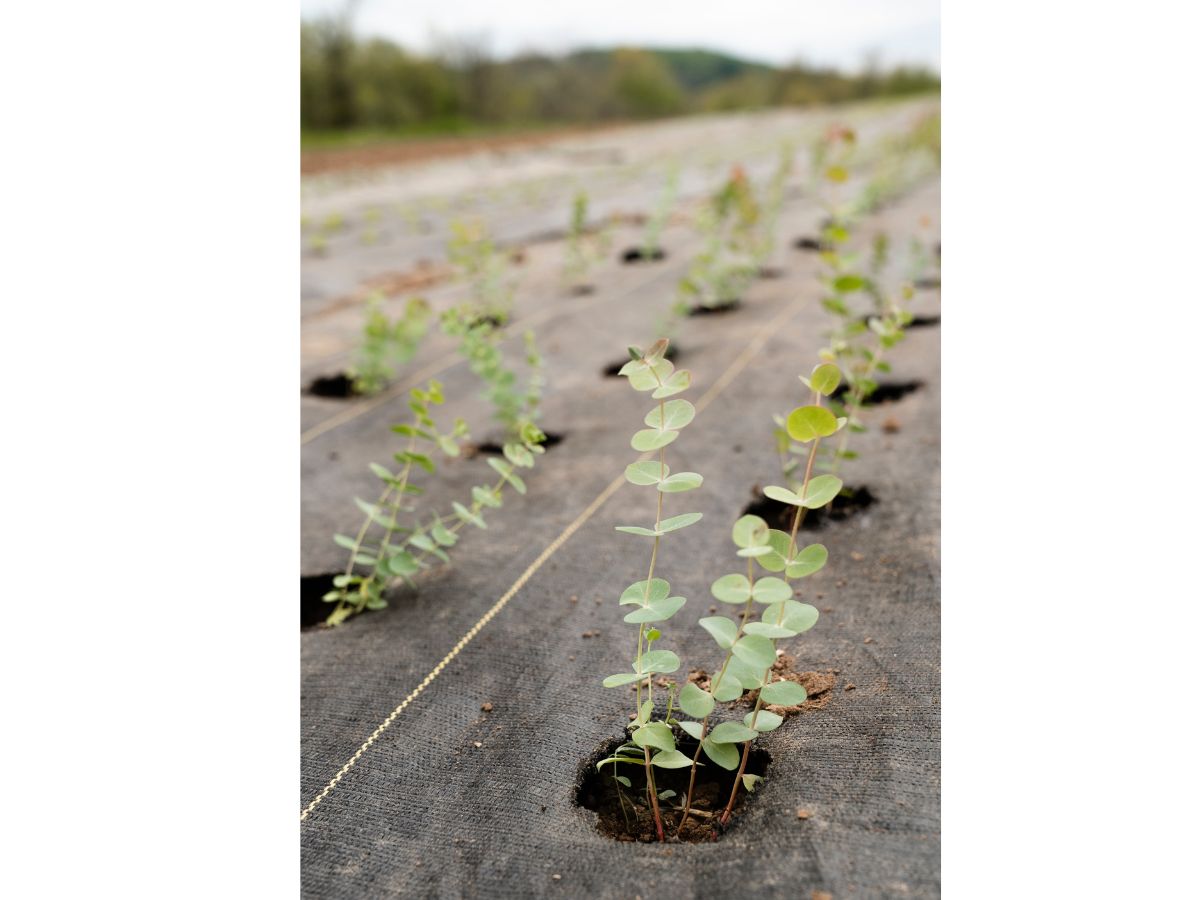 EraGreen reißfeste Unkrautfolie | UV-Stabil und wasserdurchlässig | Bodengewebe 100g/m² | Gewebefolie | Gartenfolie | Unkrautvlies