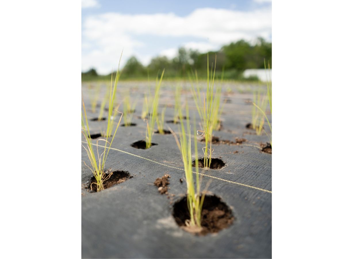 EraGreen reißfeste Unkrautfolie | UV-Stabil und wasserdurchlässig | Bodengewebe 100g/m² | Gewebefolie | Gartenfolie | Unkrautvlies
