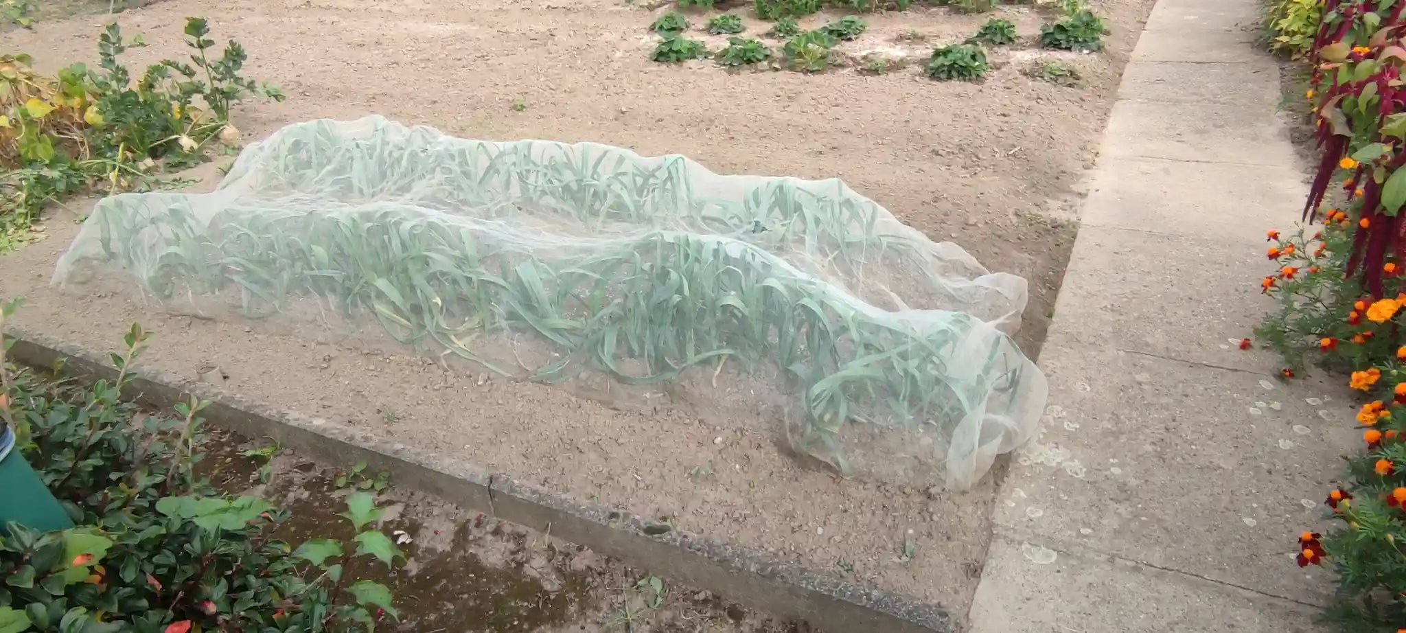 Abdeckvlies für Pflanzen – 19 g/m² & 30 g/m² Frostschutz & Schädlingsschutz Atmungsaktives Pflanzenschutzvlies | 1,6 m Breite