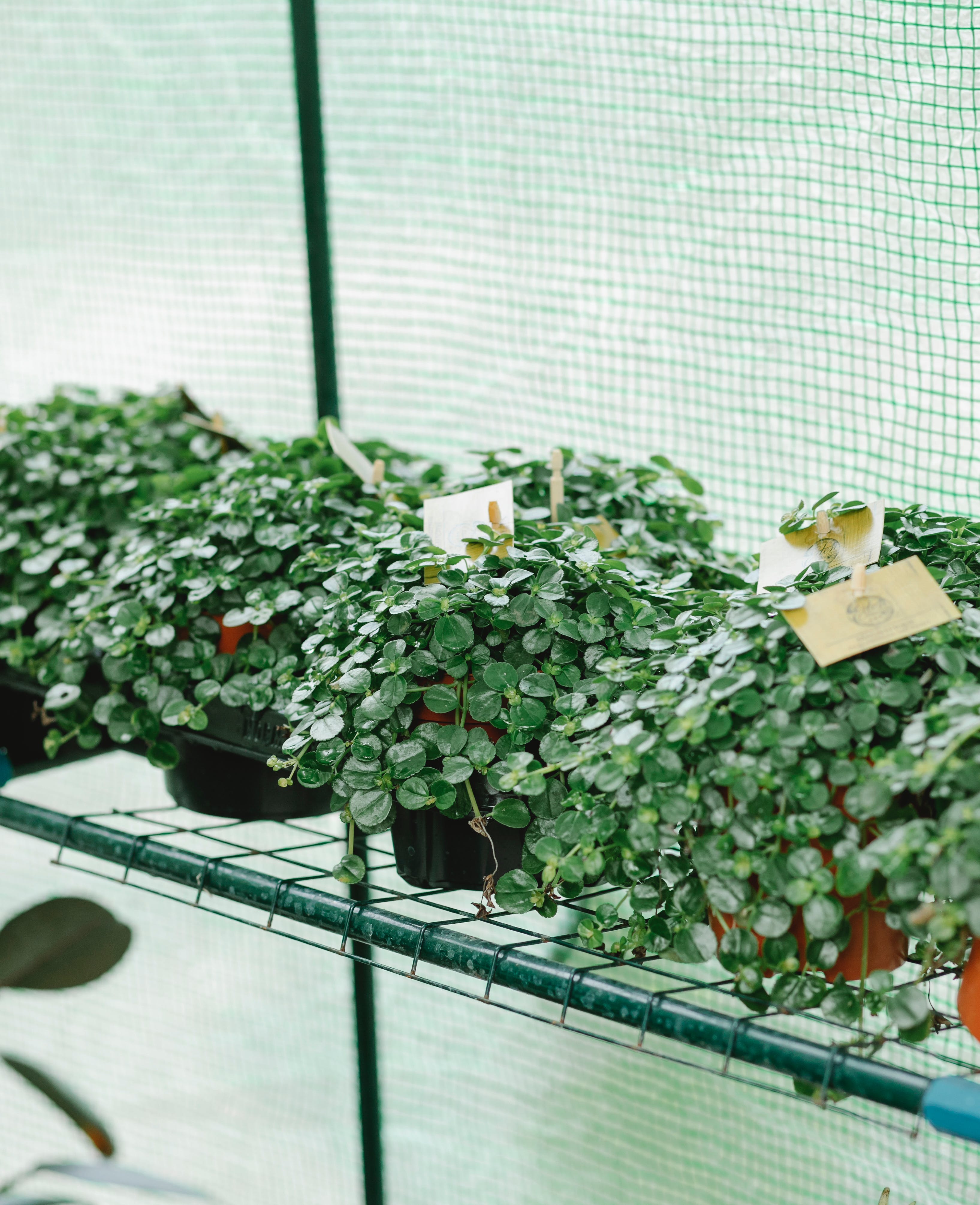 Premium Gitterfolie in 1,5m & 2m Breite mit verstärktem Rand – Langlebig, reißfest & UV-stabil