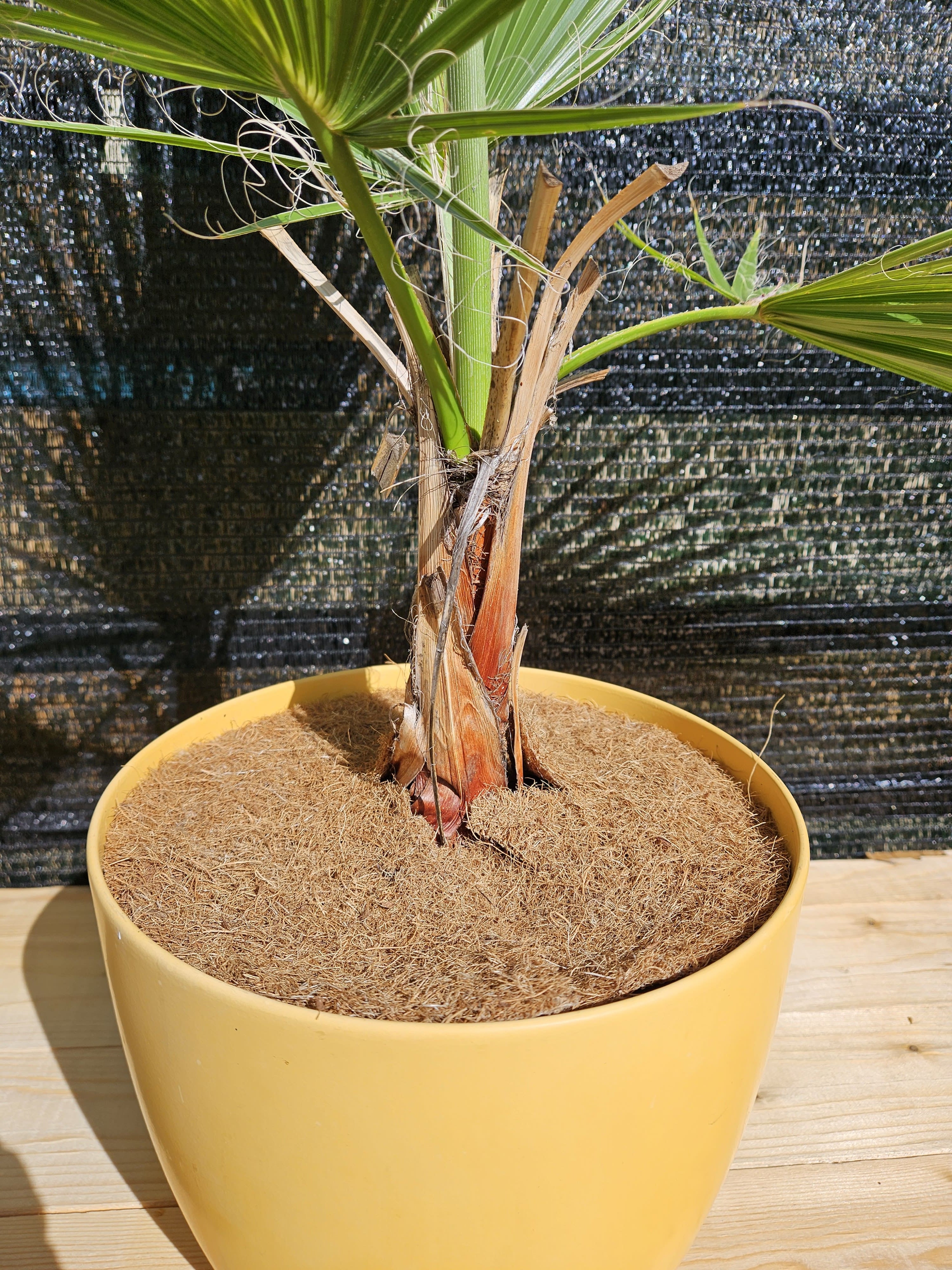 Kokosscheibe Kokosmatte Winterschutz Topf- Kübelpflanzen Frostschutz