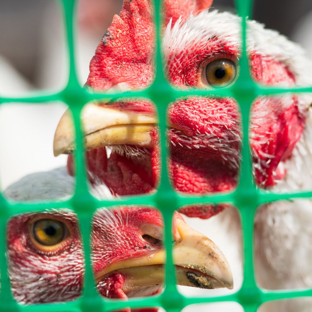 Kunststoffzaun 1,2m Br. Hühnerzaun Geflügelzaun Gartenzaun Zaun