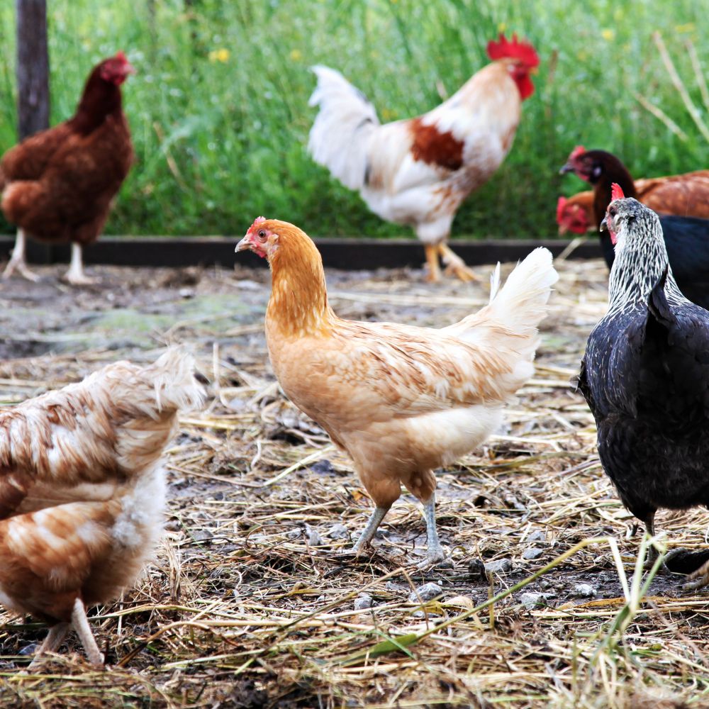 Kunststoffzaun 1,2m Br. Hühnerzaun Geflügelzaun Gartenzaun Zaun