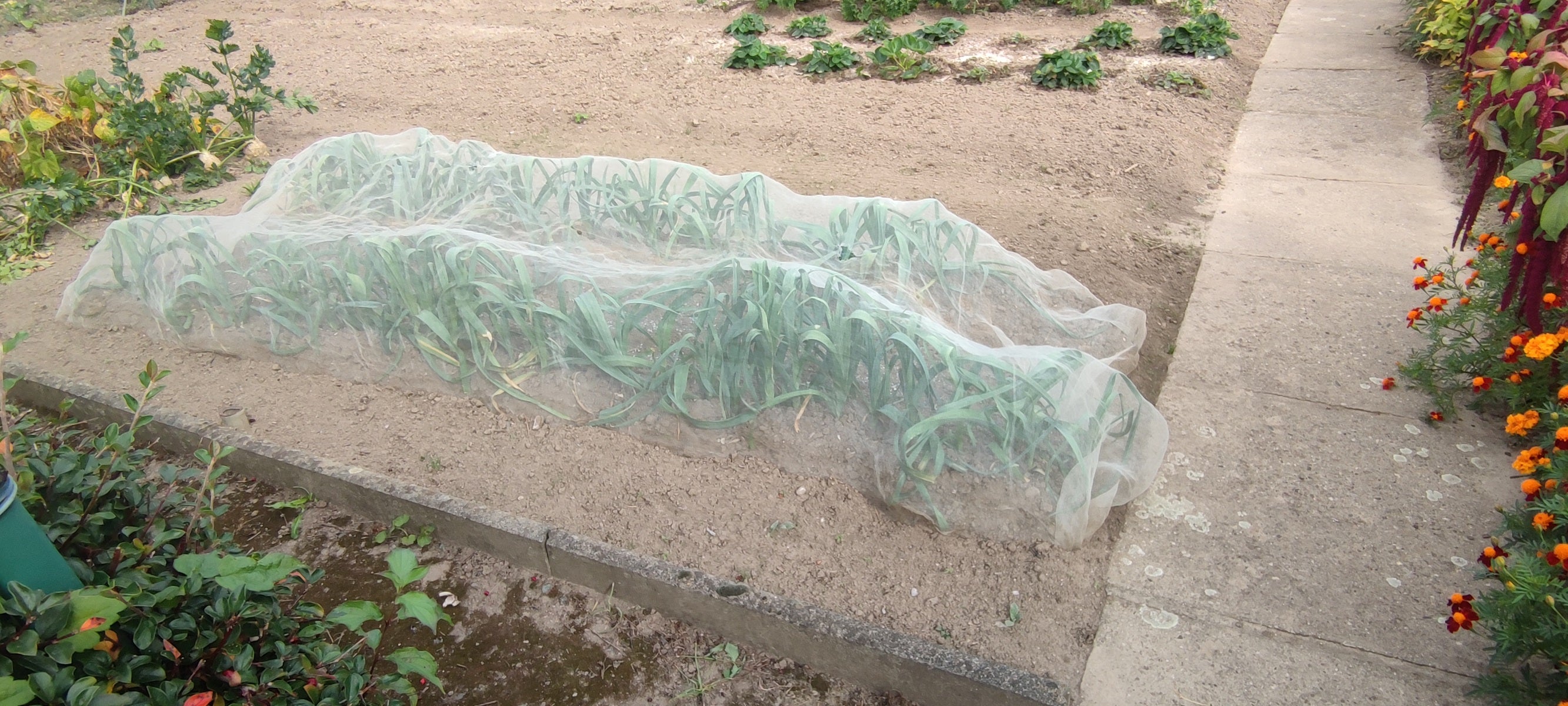 Abdeckvlies für Pflanzen – 19 g/m² & 30 g/m² Frostschutz & Schädlingsschutz Atmungsaktives Pflanzenschutzvlies | 1,6 m Breite