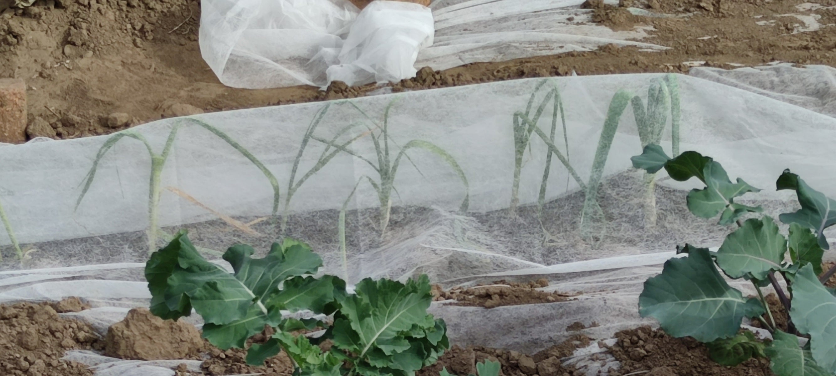 Abdeckvlies für Pflanzen – 19 g/m² & 30 g/m² Frostschutz & Schädlingsschutz Atmungsaktives Pflanzenschutzvlies | 1,6 m Breite