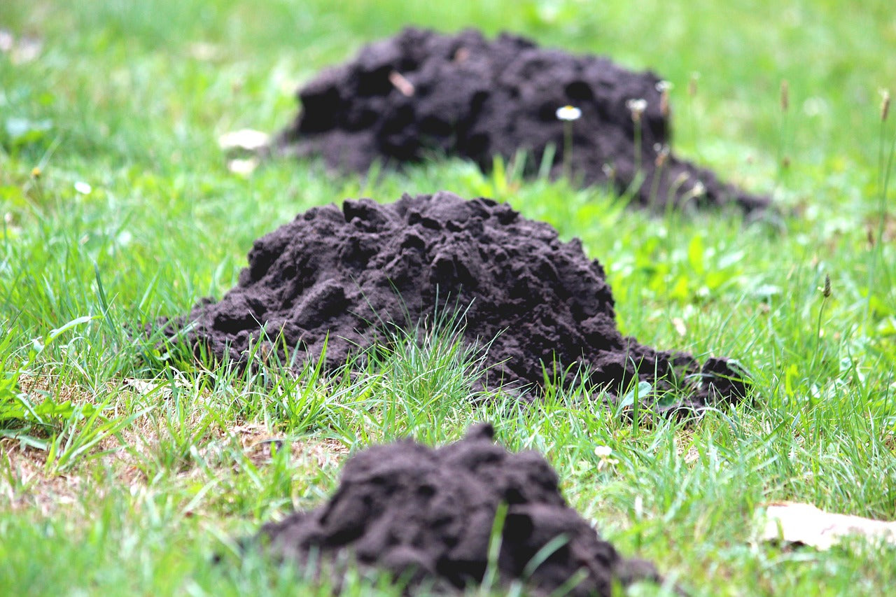 3m Breite - Maulwurfnetz Maulwurfsperre Maulwurfschreck in dunkelgrün